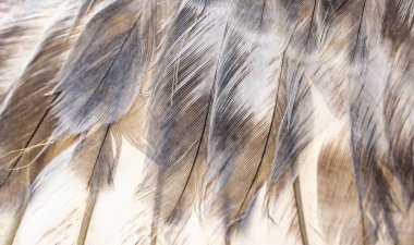 Beyaz ve kahverengi güvercin tüyleri. arkaplan veya doku