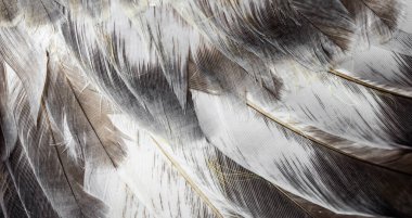 Beyaz ve kahverengi güvercin tüyleri. arkaplan veya doku