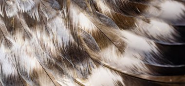 Beyaz ve kahverengi güvercin tüyleri. arkaplan veya doku