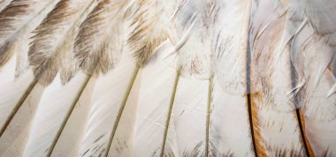 Beyaz ve kahverengi güvercin tüyleri. arkaplan veya doku