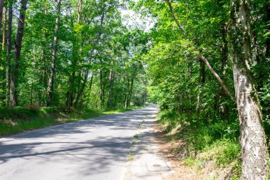 Asfalt yol yeşil orman yoluyla
