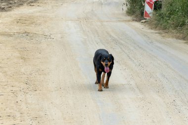 Çakıl yolunda koşan siyah köpek.