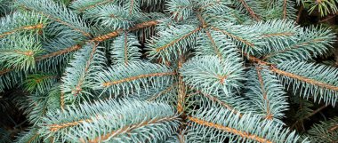 Mavi ladin dalları. arkaplan veya doku