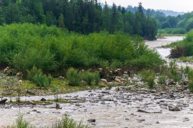 Dunajec Nehri ormanın içinden akıyor.