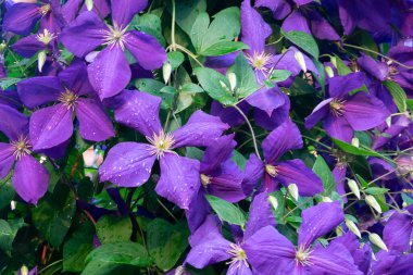 Clematis Arabella çiçekleri yeşil yaprakların arka planında