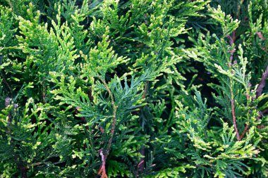 thuja dalları yeşildir. arkaplan veya doku