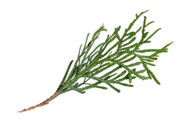 Beyaz izole bir arkaplanda yeşil thuja dalları