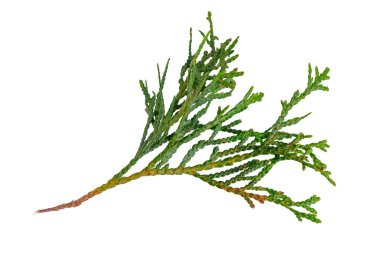 Beyaz izole bir arkaplanda yeşil thuja dalları
