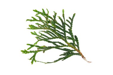 Beyaz izole bir arkaplanda yeşil thuja dalları