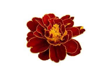 Beyaz izole arkaplanda patula çiçeği etiketler