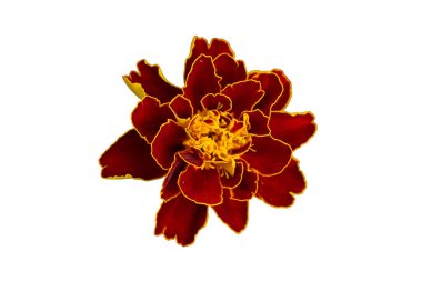 Beyaz izole arkaplanda patula çiçeği etiketler