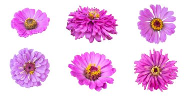 Beyaz izole edilmiş arka planda pembe Ziania Elegans