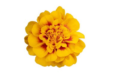 Beyaz izole arkaplanda patula çiçeği etiketler