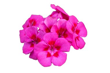 Beyaz izole arkaplanda pembe sardunyalar