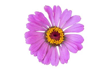 Beyaz izole edilmiş arka planda pembe Ziania Elegans