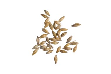 Beyaz arka planda arpa taneleri