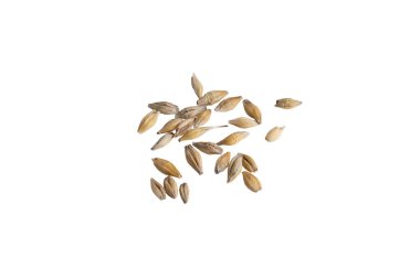 Beyaz arka planda arpa taneleri