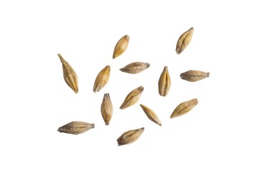 Beyaz arka planda arpa taneleri