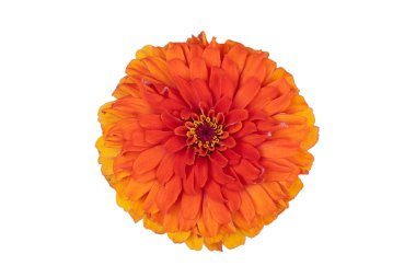 Zinia elegans beyaz arkaplanda izole