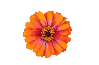 Zinia elegans beyaz arkaplanda izole