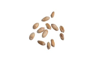 Beyaz arkaplanda izole buğday taneleri