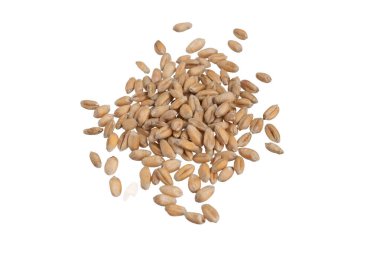 Beyaz arkaplanda izole buğday taneleri