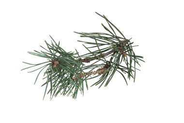 Beyaz arka plan üzerinde izole çam dalları