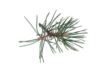 Beyaz arka plan üzerinde izole çam dalları