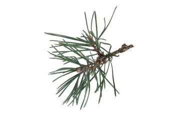 Beyaz arka plan üzerinde izole çam dalları