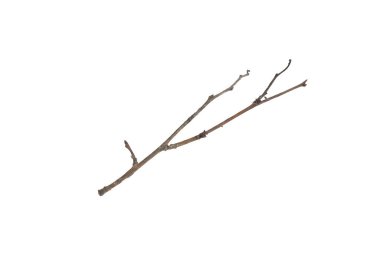 Kuru dallar üzerinde beyaz arka plan izole