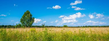 Çayırdaki ağaç mavi gökyüzünün arka planına karşı
