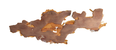 ıssız çam kabuğu parçaları