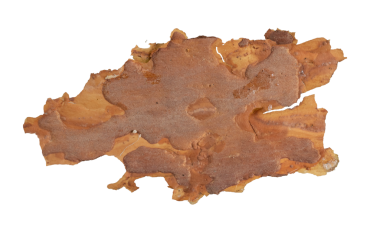 ıssız çam kabuğu parçaları