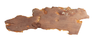 ıssız çam kabuğu parçaları