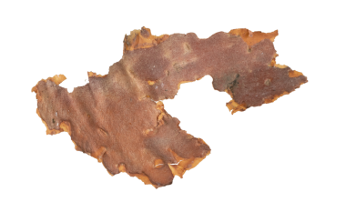 ıssız çam kabuğu parçaları