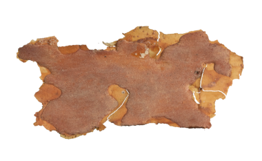 ıssız çam kabuğu parçaları