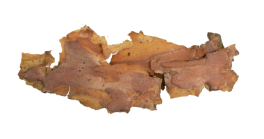 ıssız çam kabuğu parçaları