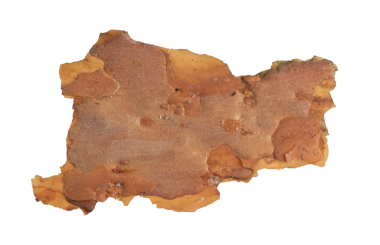 ıssız çam kabuğu parçaları