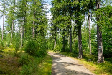 Ana Sudetes yolu Sniezka 'ya çıkıyor.