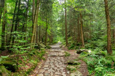 Ana Sudetes yolu Sniezka 'ya çıkıyor.
