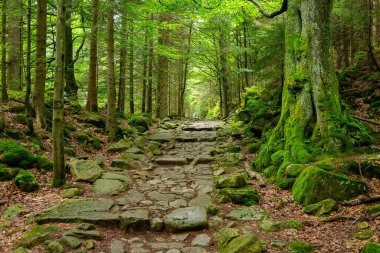 Ana Sudetes yolu Sniezka 'ya çıkıyor.