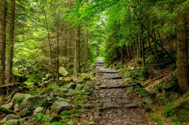 Ana Sudetes yolu Sniezka 'ya çıkıyor.