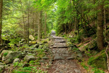 Ana Sudetes yolu Sniezka 'ya çıkıyor.
