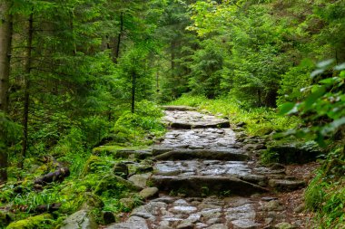 Ana Sudetes yolu Sniezka 'ya çıkıyor.