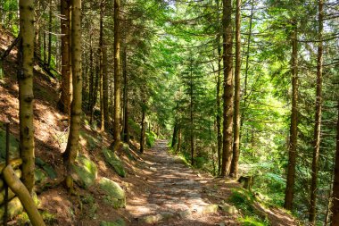Ana Sudetes yolu Sniezka 'ya çıkıyor.