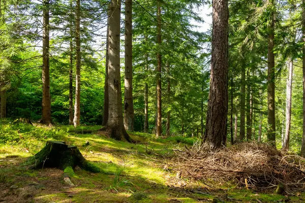 Ana Sudetes yolu Sniezka 'ya çıkıyor.