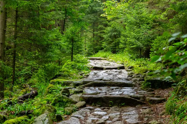 Ana Sudetes yolu Sniezka 'ya çıkıyor.