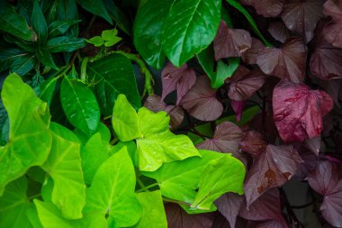 Yeşil ve kırmızı yapraklar. arkaplan