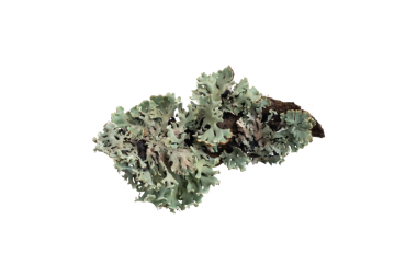 Parmelia sulcata liken beyaz arka planda bir tahta parçası