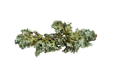 Parmelia sulcata liken beyaz arka planda bir tahta parçası